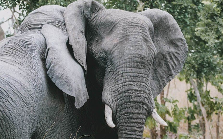 Justice for Poko – Evil poachers who killed Poko the elephant have been caught and now face up to seven years in prison.